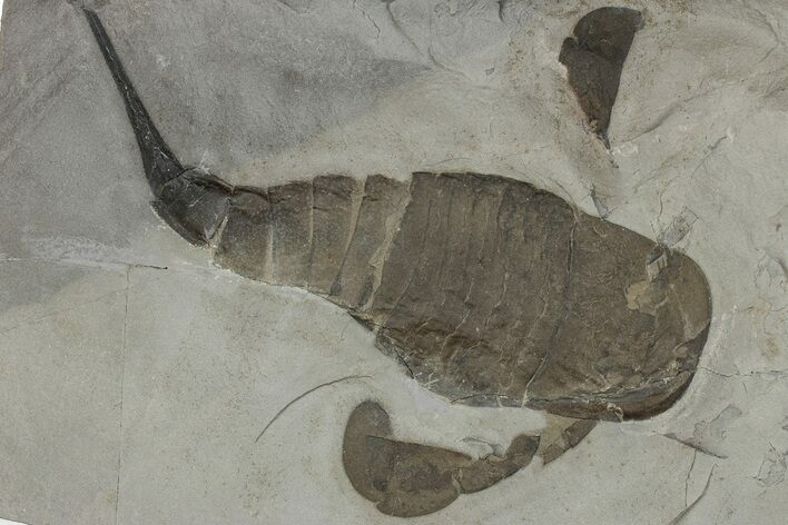 Eurypterus (Sea Scorpion) Fossil - New York #310235